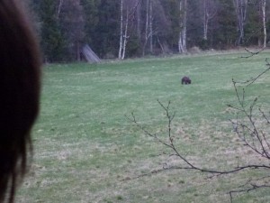 Bjørn på marken ved huset den 23 maj 2012. 80 meter til den.